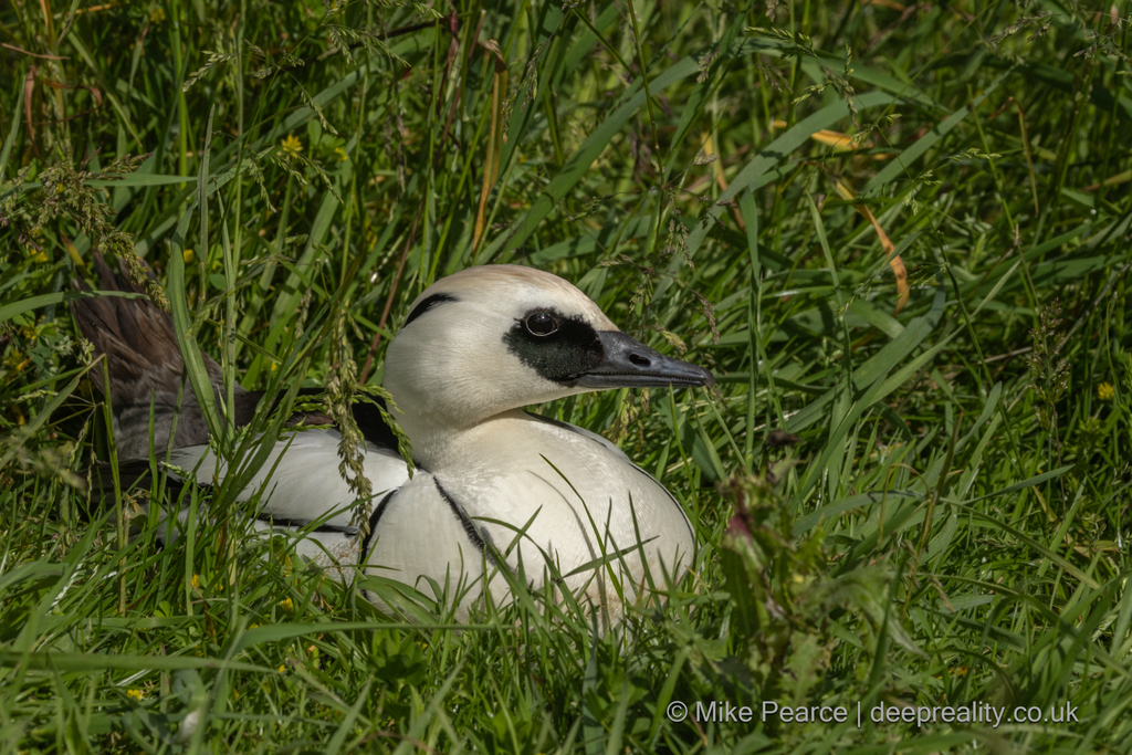 Smew (male)