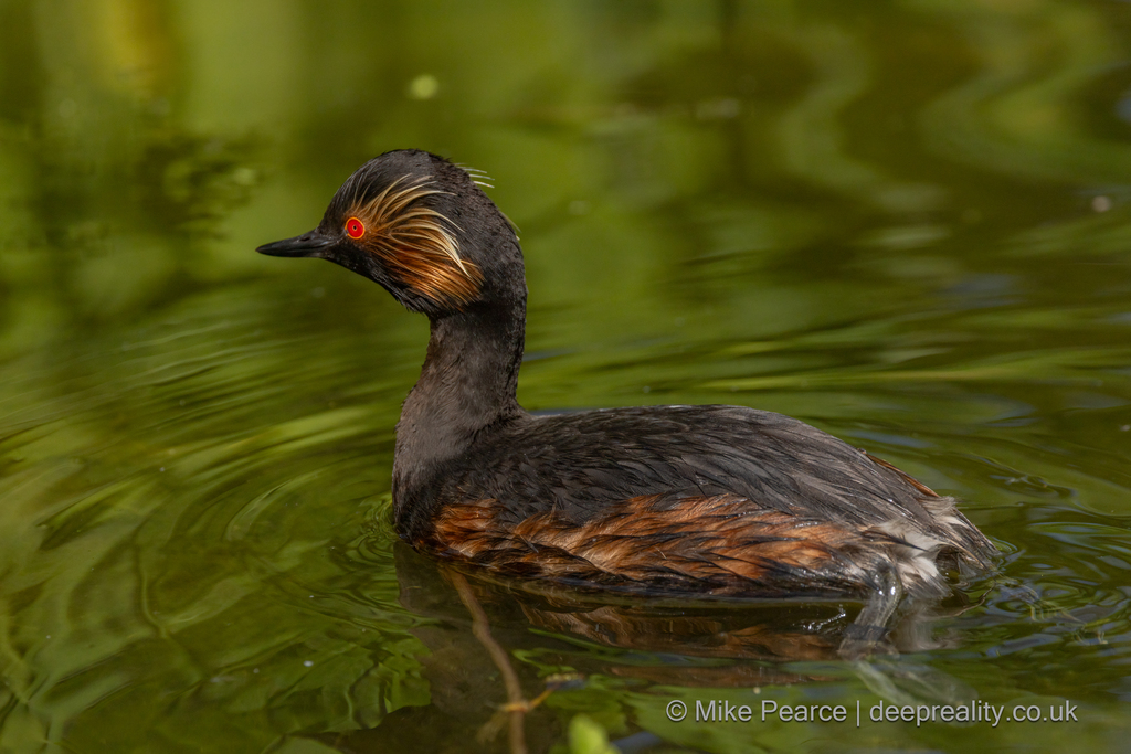 Black-necked Grebe