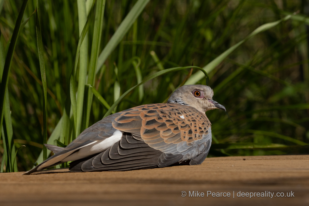 Turtle Dove
