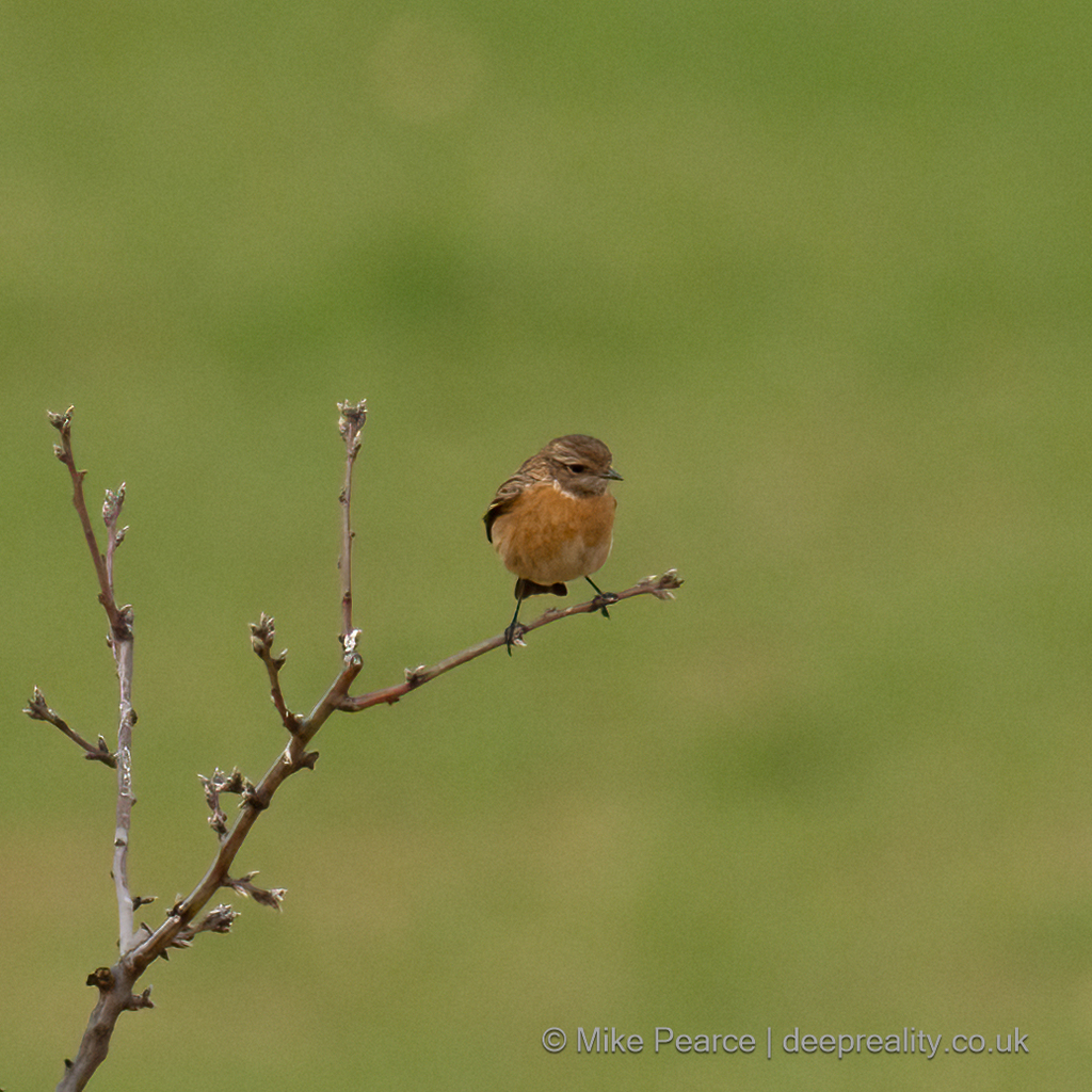 Stonechat