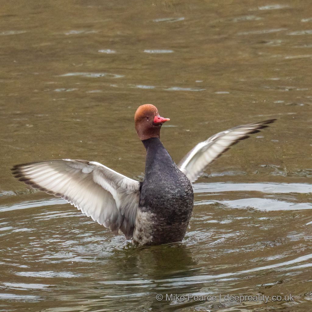 Red-crested Pochard