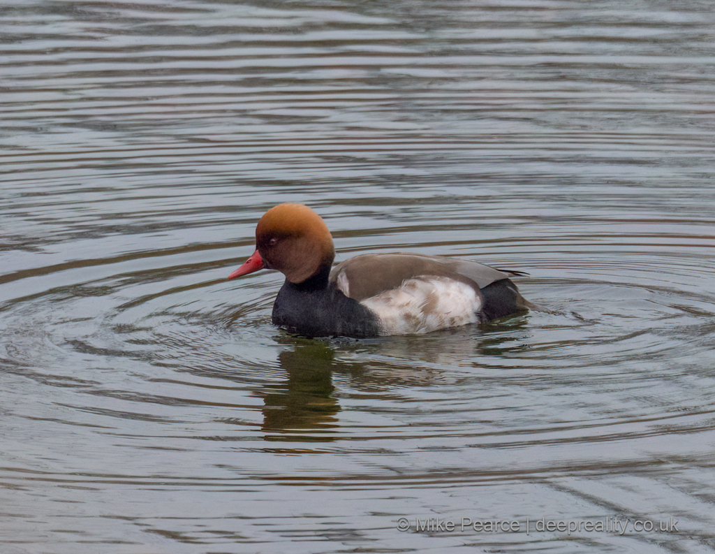Red-crested Pochard