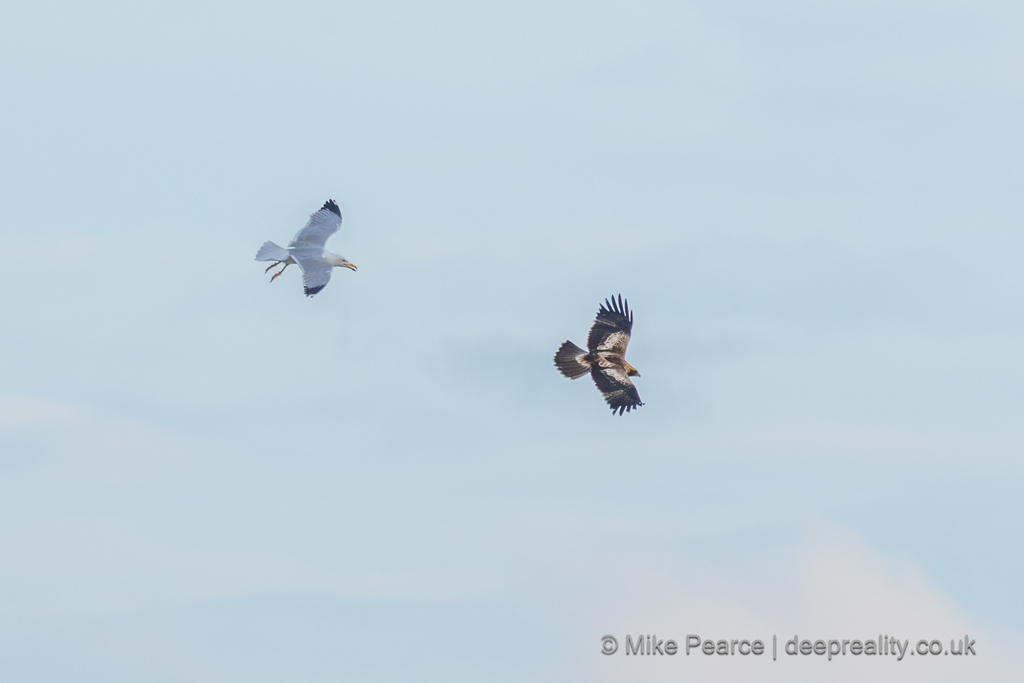 Gull mobbing a Booted Eagle