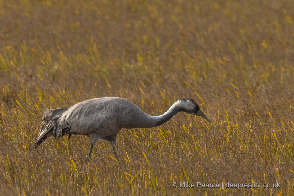 Common Crane