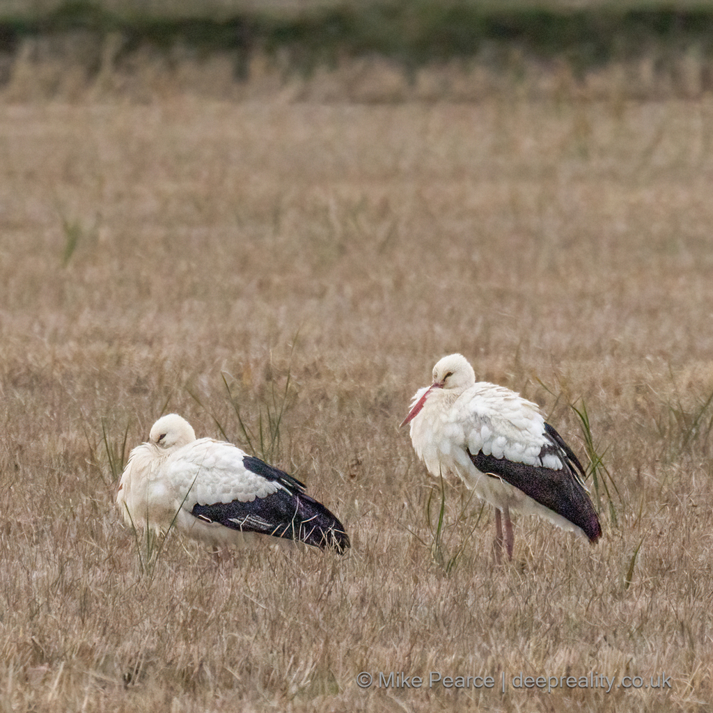 White Stork