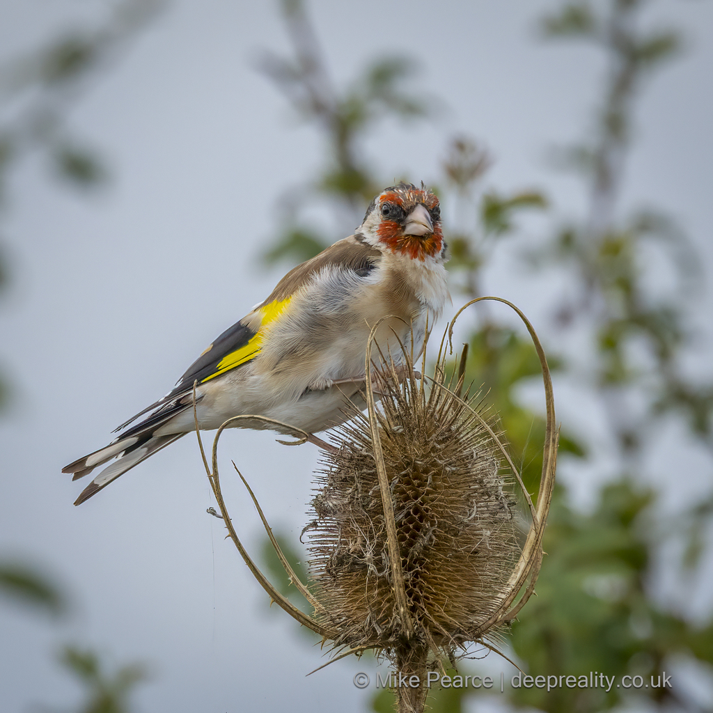 Goldfinch