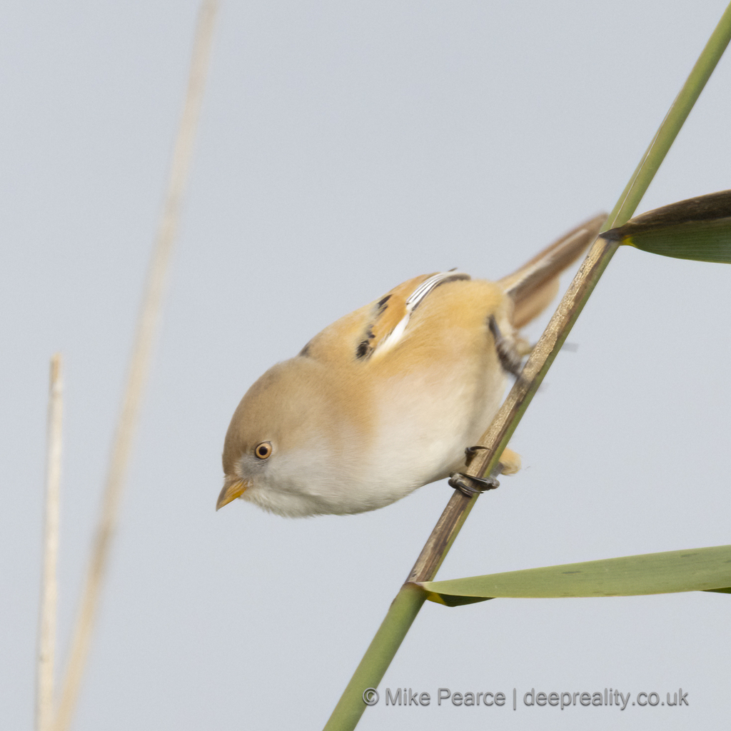 Bearded Tit